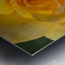 Yellow rose Metal print