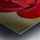 Red Tea Rose Metal print