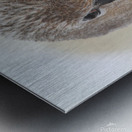 Trumpter swan Metal print