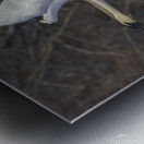 Trumpter swans Metal print