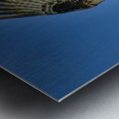Big wing osprey Metal print