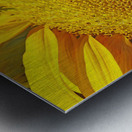 Bee on sunflower Metal print