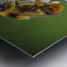 Honeybee on flower Metal print
