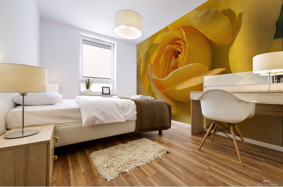 Yellow rose Mural print