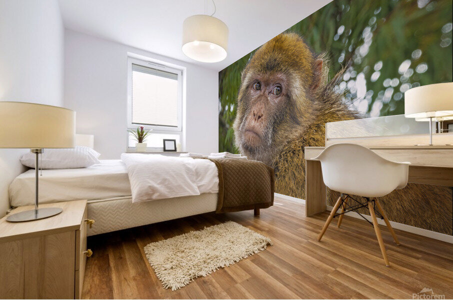 Barbary Macaques Monkey Mural print