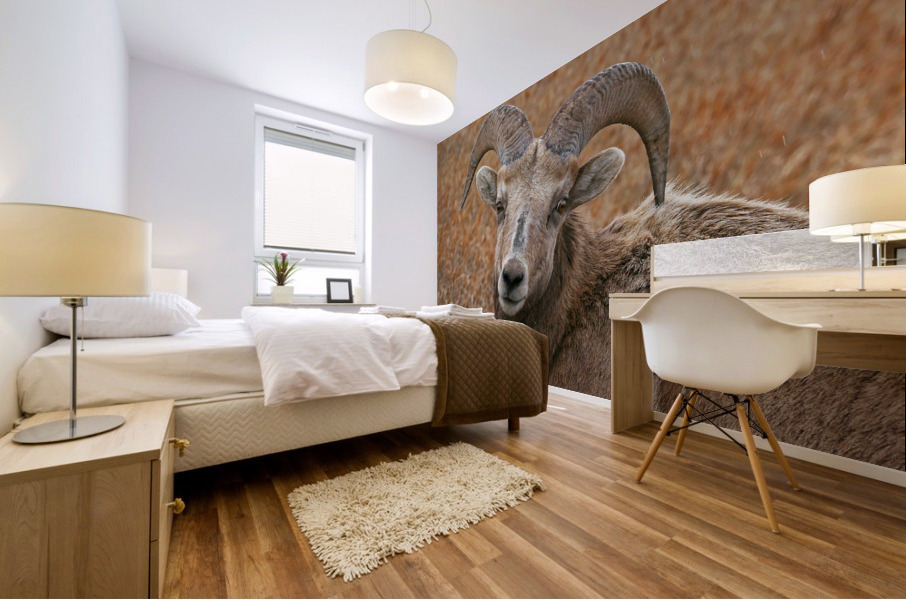The look- bighorn sheep Mural print