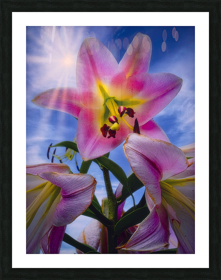 Starshine Lily  Framed Print Print