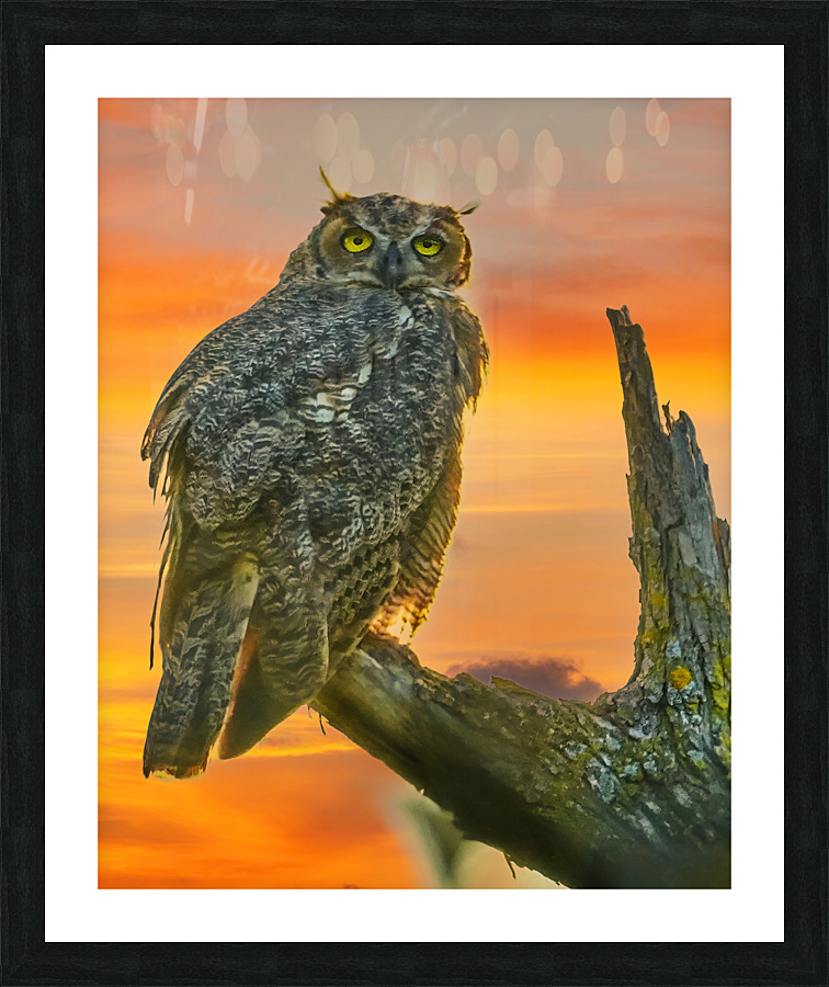 Owl standing watch  Framed Print Print