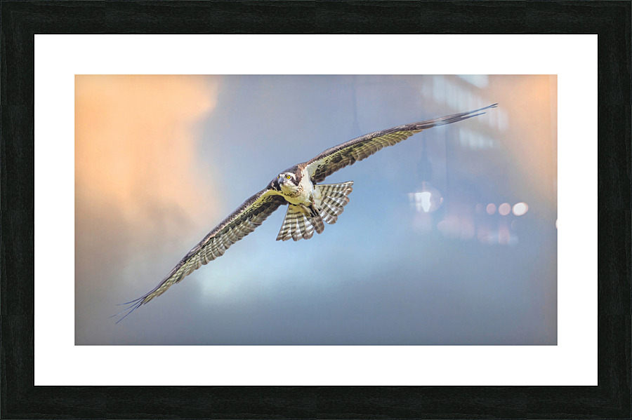 Osprey on the wing  Framed Print Print