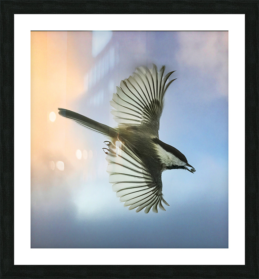 Chickadee on the wing  Framed Print Print