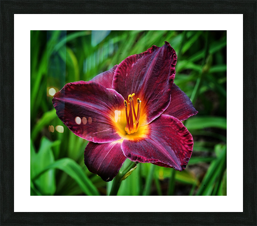 Purple Lily  Framed Print Print