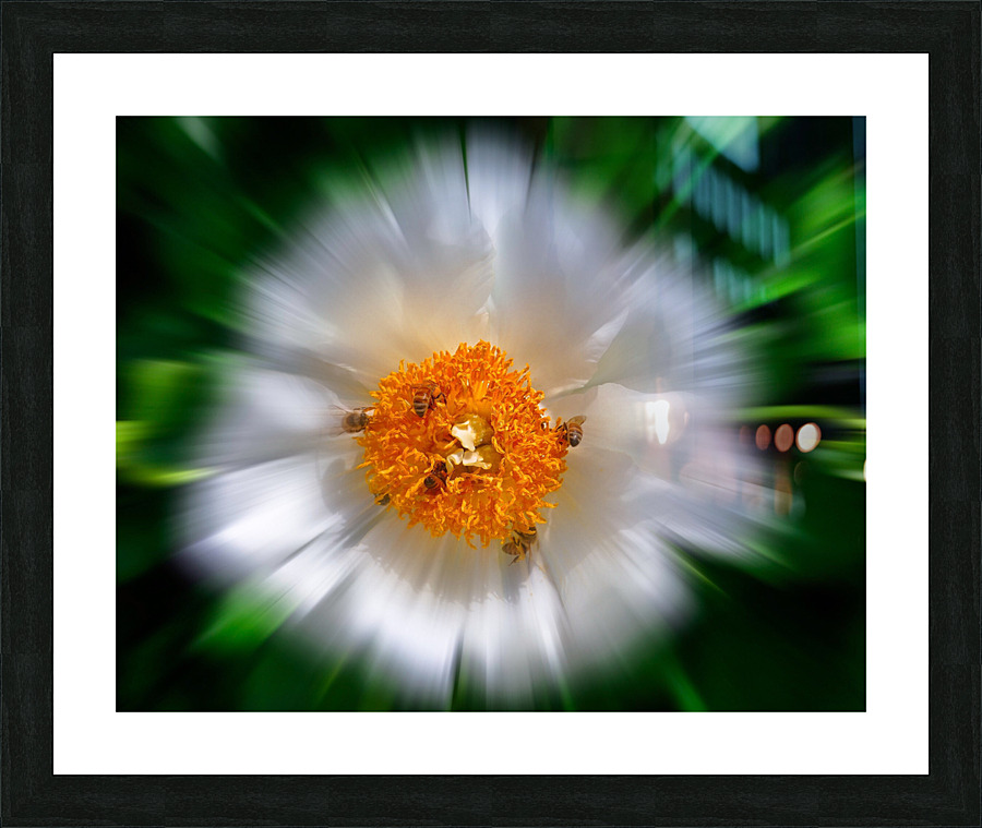 Flower pollinators  Framed Print Print