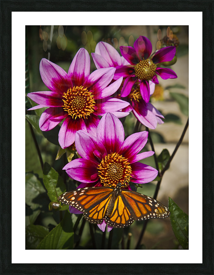 Dahlia flower and monarch  Framed Print Print