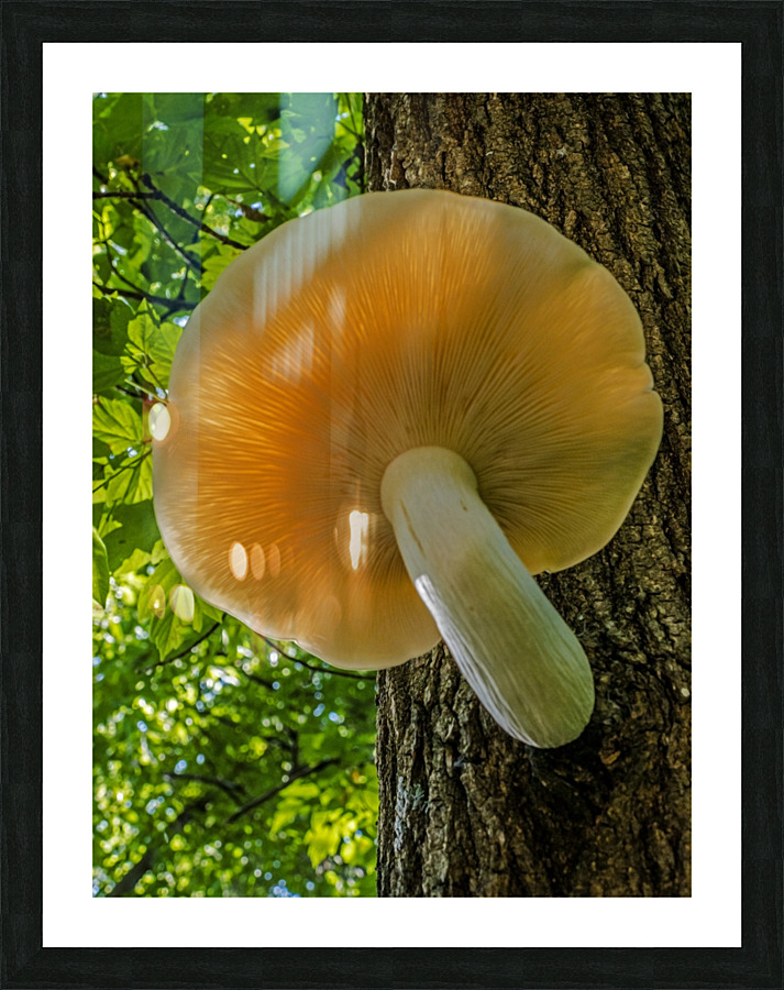  Elm Cap Mushroom  Framed Print Print