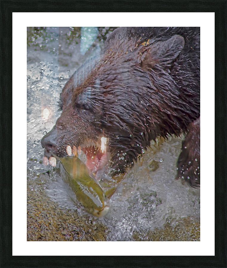Grizzly bear and dinner  Framed Print Print