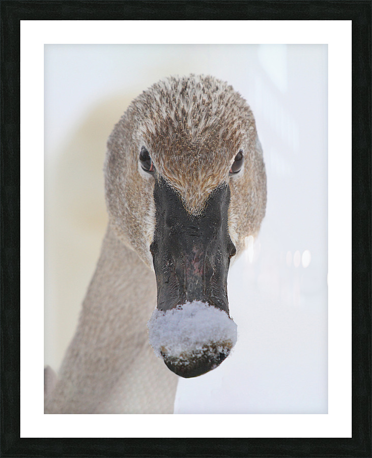 Trumpter swan  Framed Print Print
