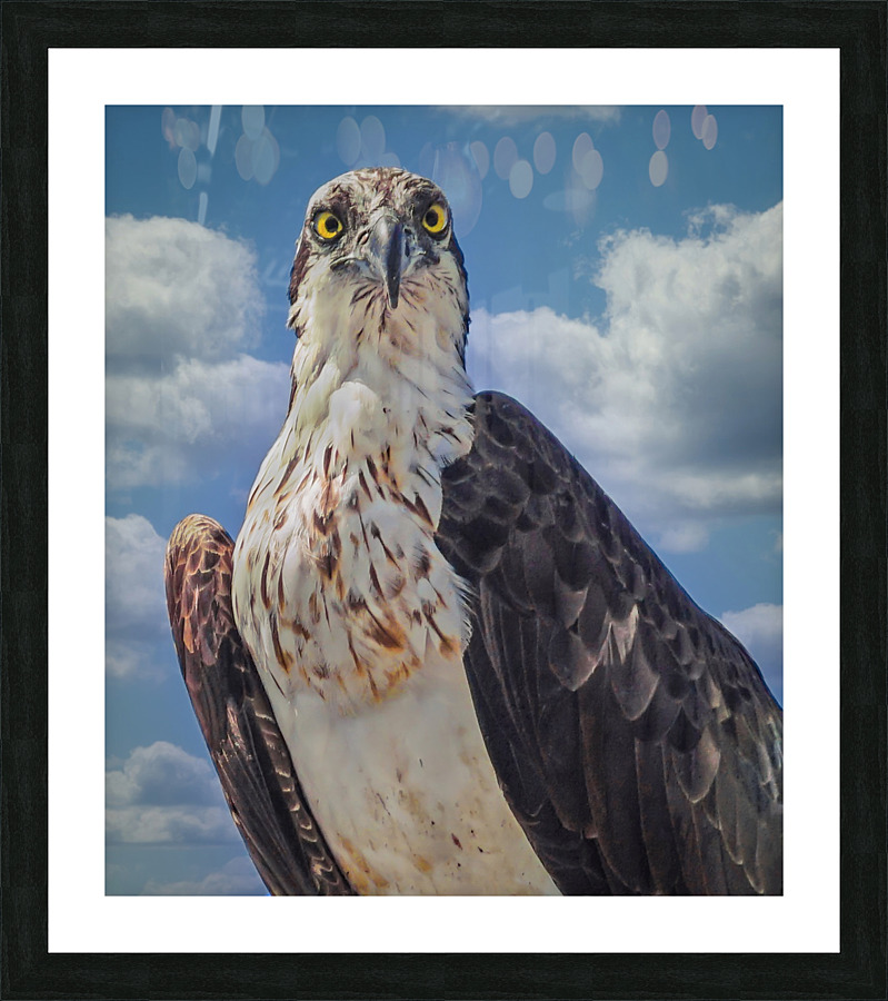 Osprey posing  Framed Print Print