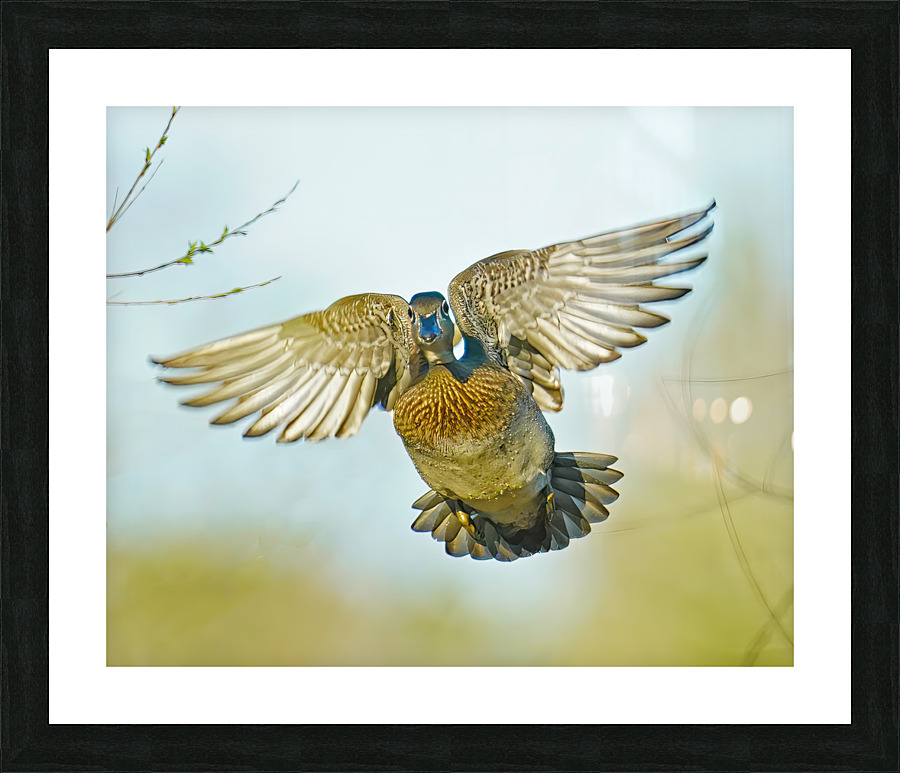 Colorful Wood duck landing  Framed Print Print