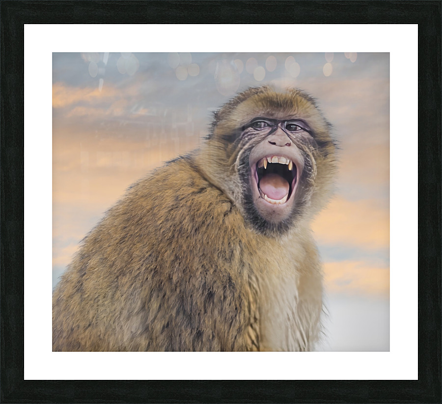  Barbary Macaques Monkey  Framed Print Print