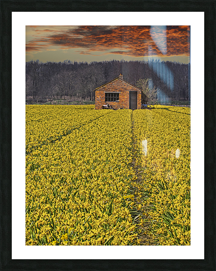 Flourishing fields of flowers Holland  Framed Print Print
