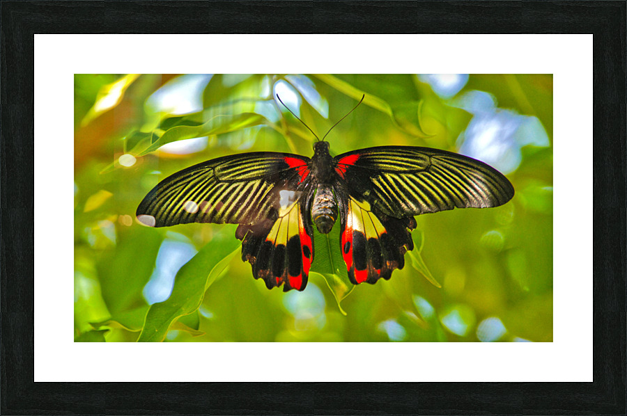 Scarlet Swallow Butterfly  Framed Print Print