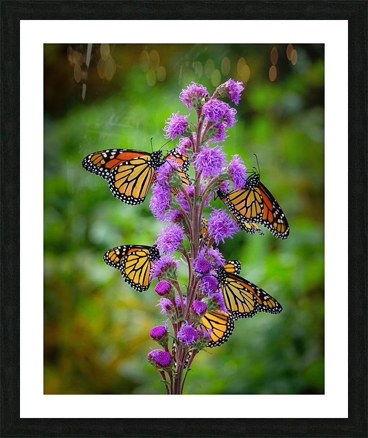Monarch on Blazing Star  Framed Print Print