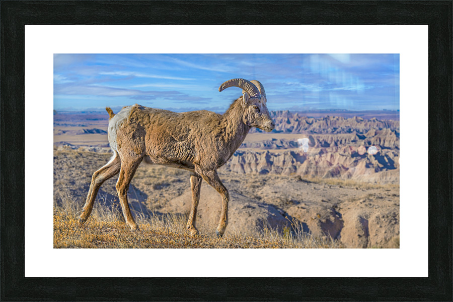 Badlands bighorn sheep  Framed Print Print