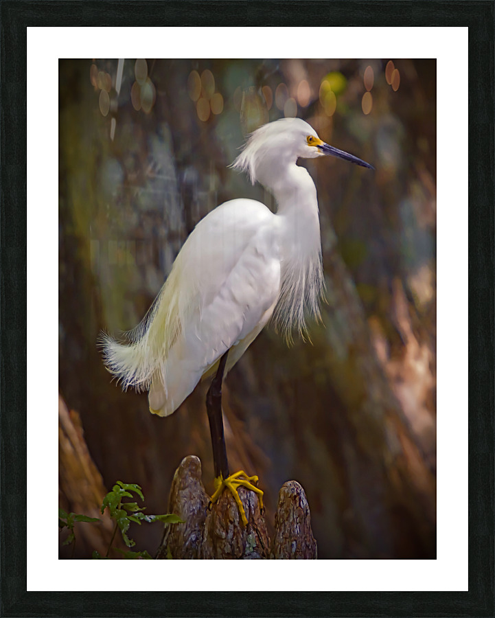 Great egret in Everglades  Framed Print Print