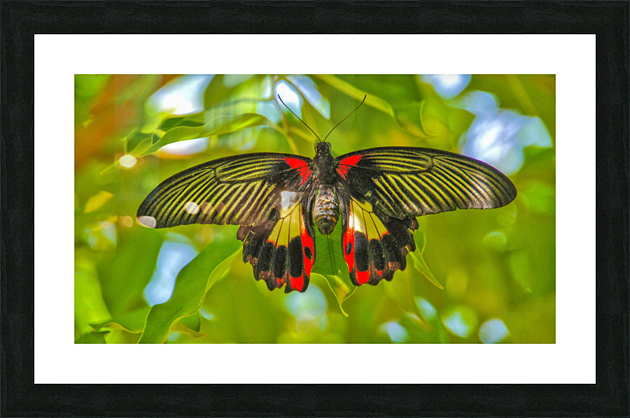 Scarlet Swallowtail Butterfly  Framed Print Print