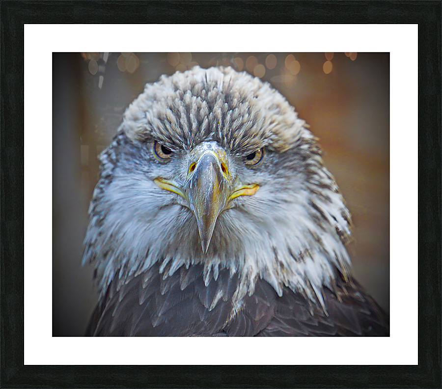 Bald Eagle  Framed Print Print