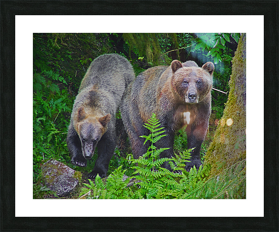 Alaskan Grizzly Bears  Framed Print Print