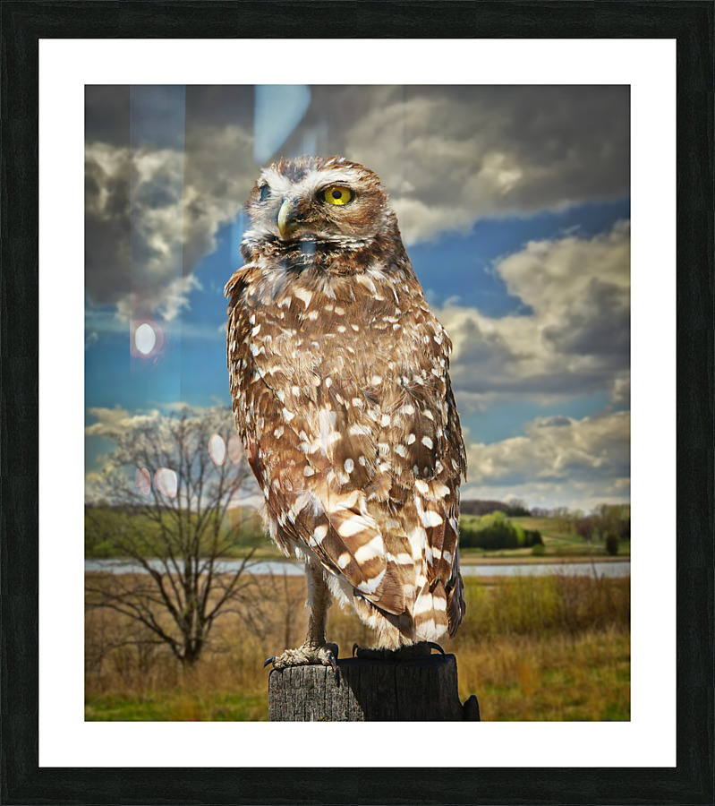 Pygmy Owl  Framed Print Print