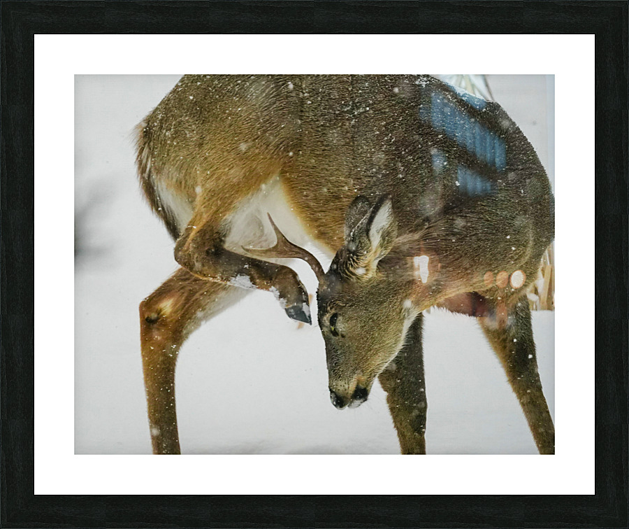 White tail scratching  Framed Print Print
