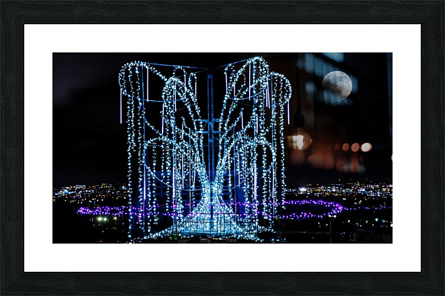 Aboretum Winter Lights  Framed Print Print