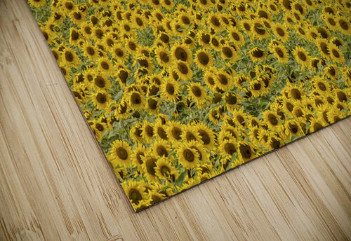 Sunflower field Jim Radford puzzle