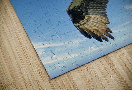 Big wing osprey Jim Radford puzzle