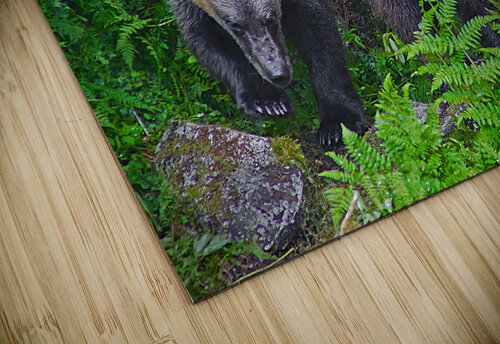 Alaskan Grizzly Bears Jim Radford puzzle