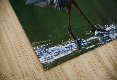 Blue heron landing Jim Radford puzzle