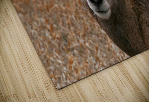 The look- bighorn sheep Jim Radford puzzle