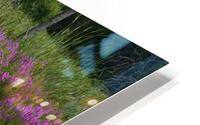Mallard in flower pond HD Metal print