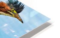Green heron bristling HD Metal print