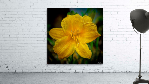 Yellow Day lily by Jim Radford