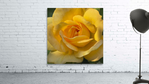 Yellow rose by Jim Radford