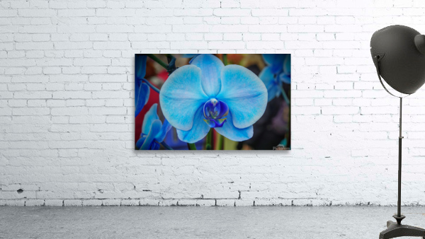 Blue Orchid by Jim Radford
