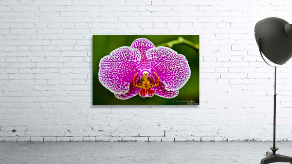 Pink Orchid by Jim Radford
