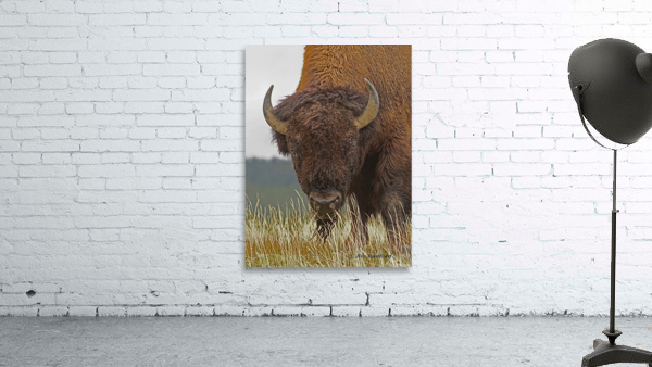 Bull bison by Jim Radford