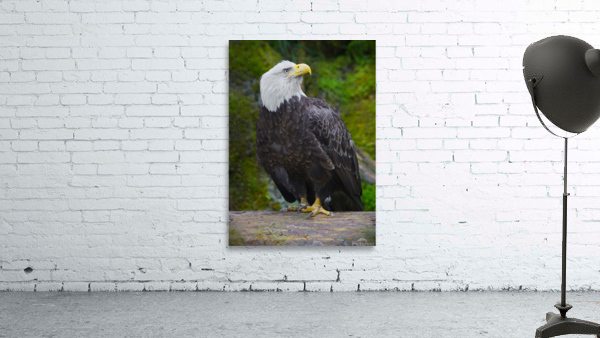 Bald eagle  by Jim Radford