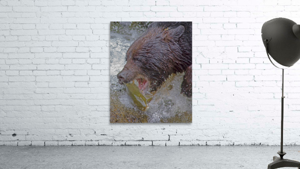 Grizzly bear and dinner by Jim Radford