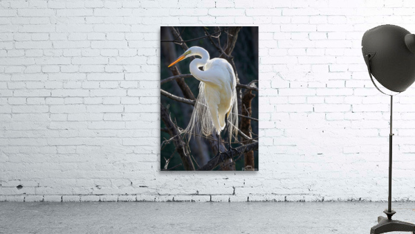 White egret by Jim Radford