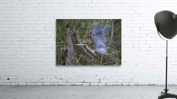 Everglades heron by Jim Radford